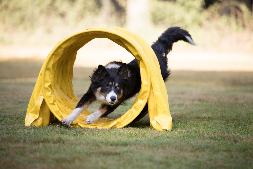 Realizzazione di un percorso di agility dog con attrezzi DelucArredi