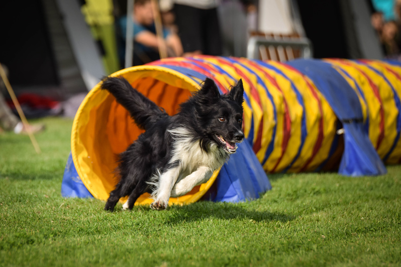 Le basi del legame tra uomo e cane: fiducia, gioco e vita all&rsquo;aperto